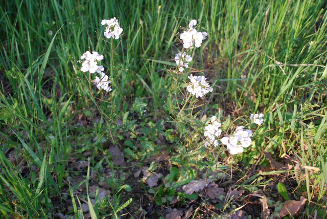 Diplotaxis Erucoides